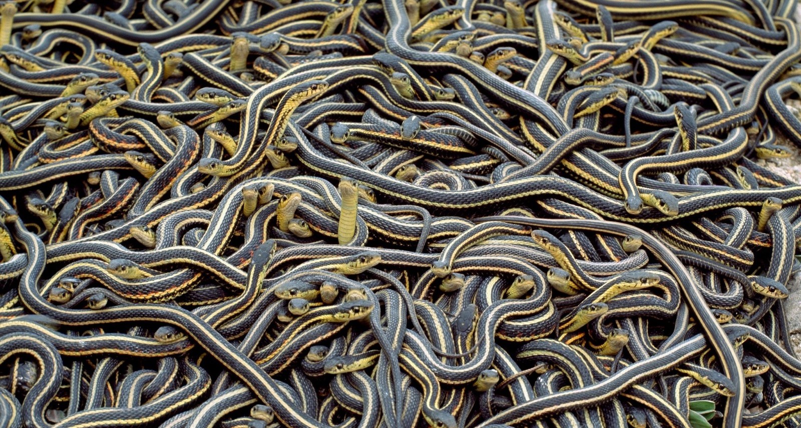 North of Winnipeg, 75,000 Snakes Just Woke Up and Started Going to Town on Each Other